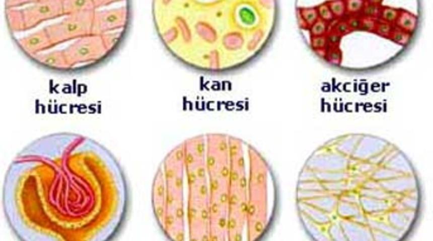 Tıp d&uuml;nyasının bildiği b&uuml;y&uuml;k yanlış