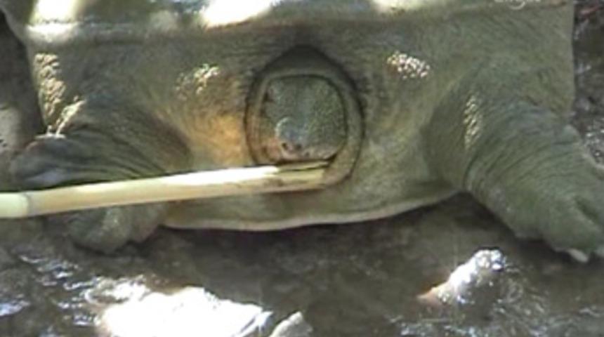 Kaplumbağaya benzer garip hayvan