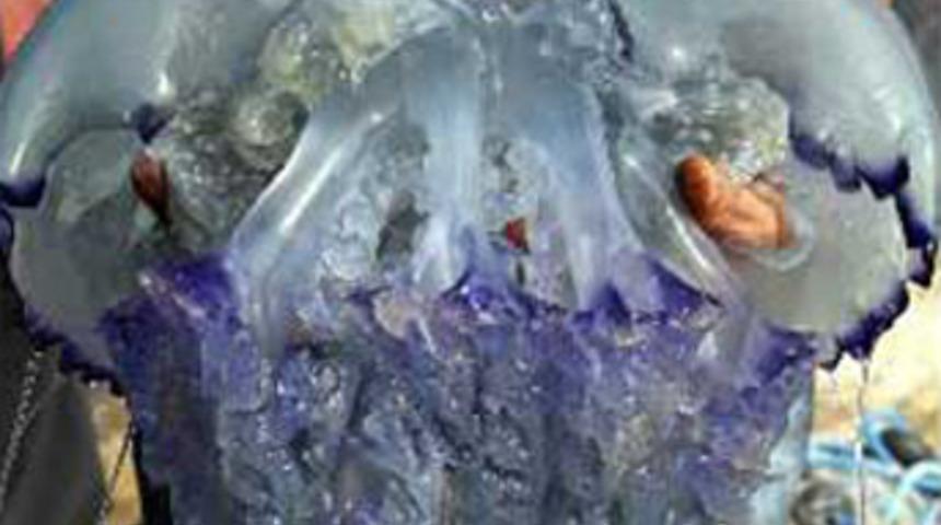 Marmara'da "kaykay" kabusu