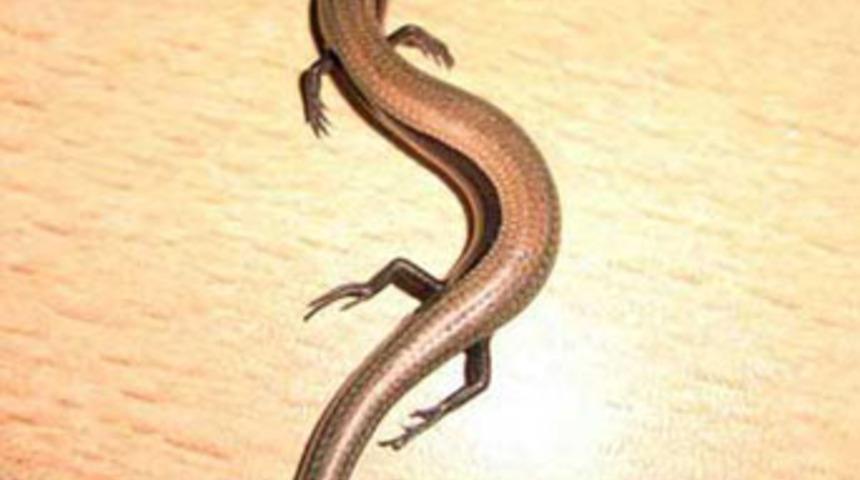 Sakarya'da 4 bacaklı yılan