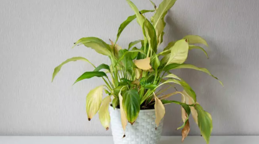 Solmuş bitkileriniz eskisinden daha canlı olacak! &Ouml;lm&uuml;ş &ccedil;i&ccedil;ekleri a&ccedil;tırma y&ouml;ntemi