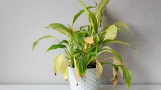 Solmuş bitkileriniz eskisinden daha canlı olacak! Ölmüş çiçekleri açtırma yöntemi