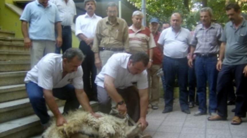 Muhtar i&ccedil;in kurban kestiler