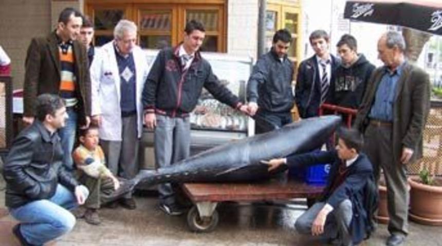 160 kiloluk orkinos g&ouml;renleri şaşırttı