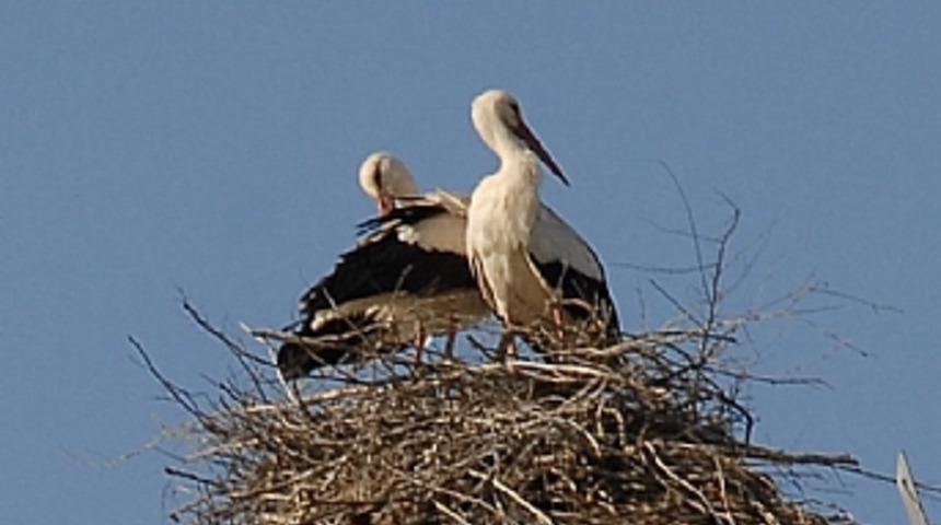 Leylekler geri d&ouml;nd&uuml;
