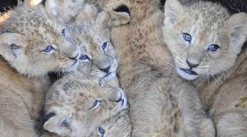 1 baba 9'da anneleri var