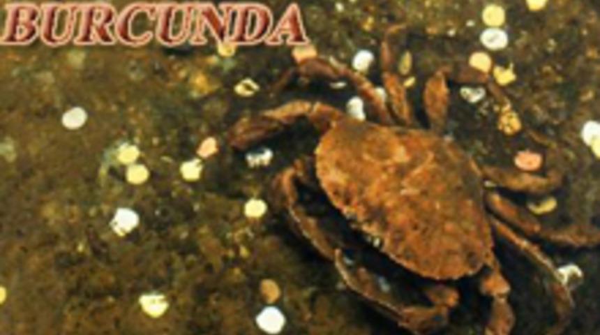 Ven&uuml;s Yenge&ccedil; Burcunda