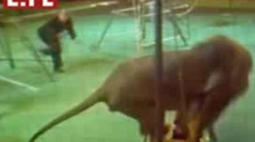 Sirkte dehşet! Aslan eğitmenine saldırdı
