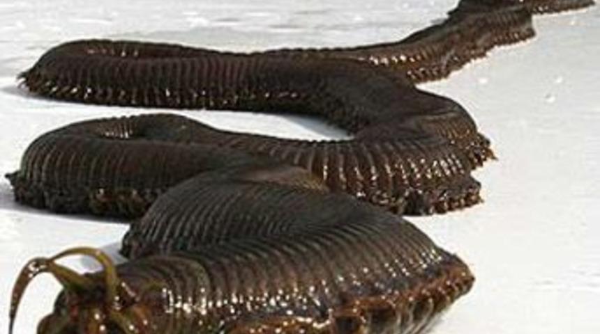 B&ouml;yle kurt&ccedil;uk g&ouml;r&uuml;lmedi