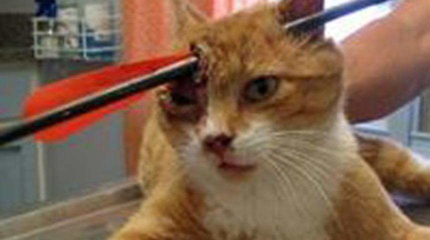 Kafasına ok saplandı &ouml;lmedi