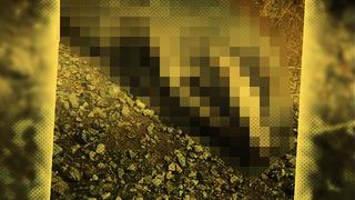 Türkiye’de en nadir görülen canlı türlerinden! Ölüsü bulundu