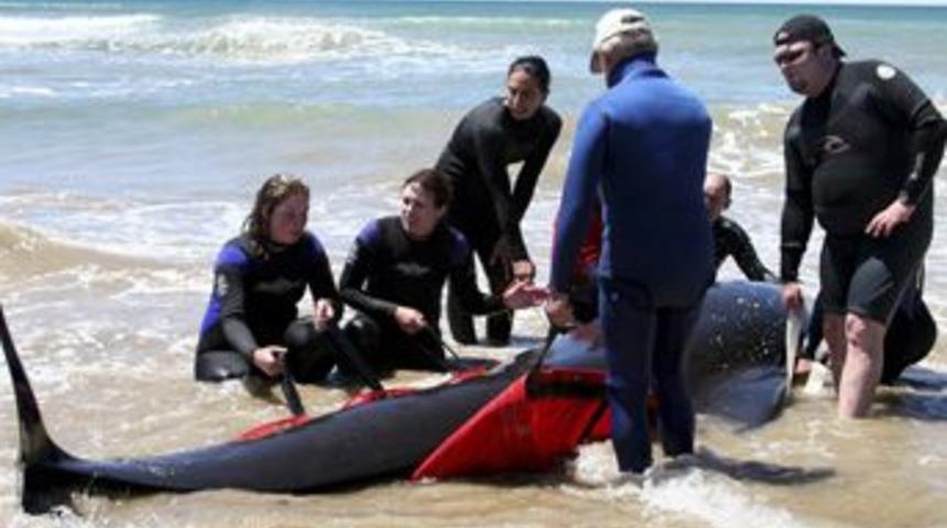 Avustralya'da 50 balina karaya vurdu