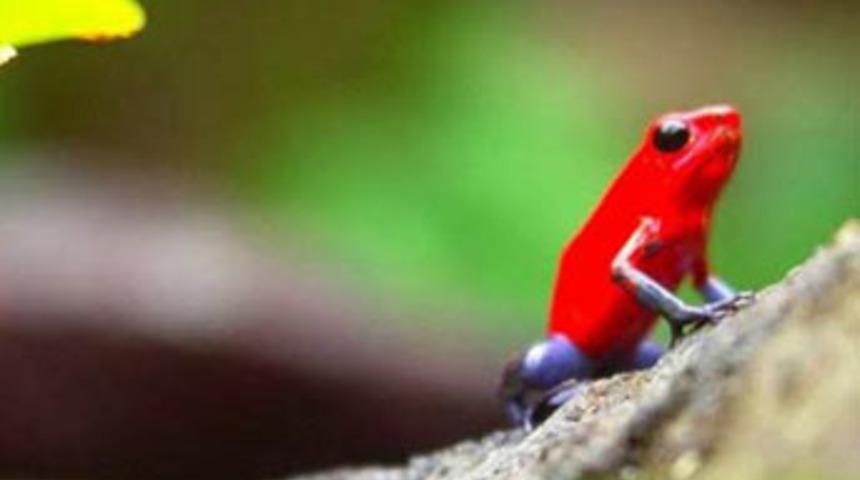 İşte d&uuml;nyanın en zehirli hayvanları