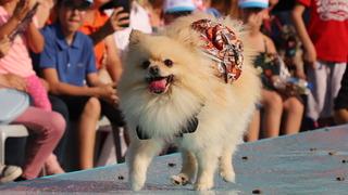 Denizli'de Pati Festivali yapıldı