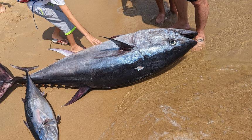 Mersin'de 3 amatör balıkçı olta ile yakaladı! Boyu 2 metre 