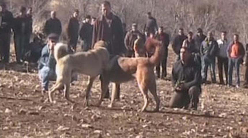 Antalya'da t&uuml;yler &uuml;rperten k&ouml;pek  d&ouml;v&uuml;ş&uuml;