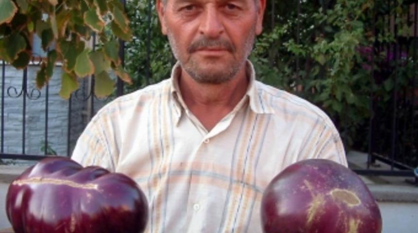1 bu&ccedil;uk kiloluk patlıcanlar &uuml;retti