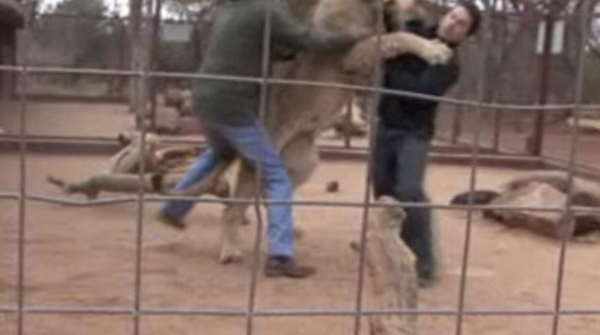 Aslan muhabire saldırdı!