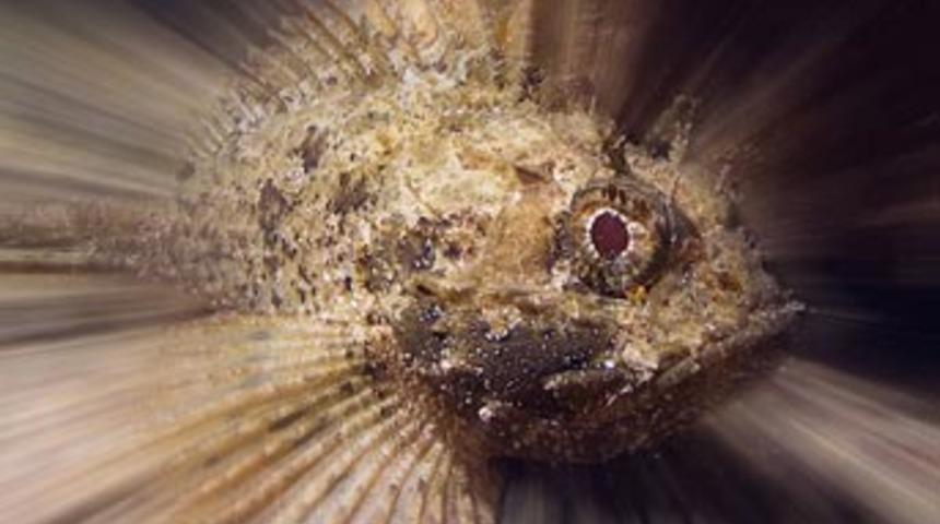 Kimse lider doğmuyor