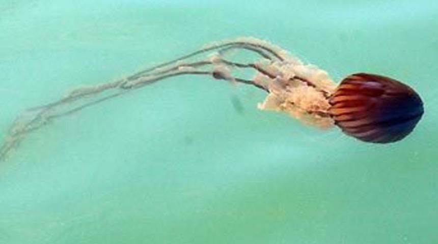 Alanya'da denizanası paniği