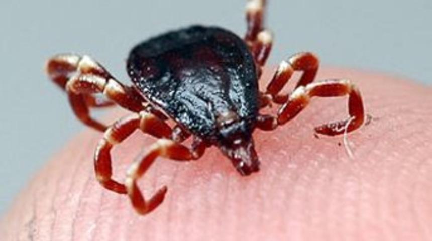 Kene kabusuna son veren tedavi