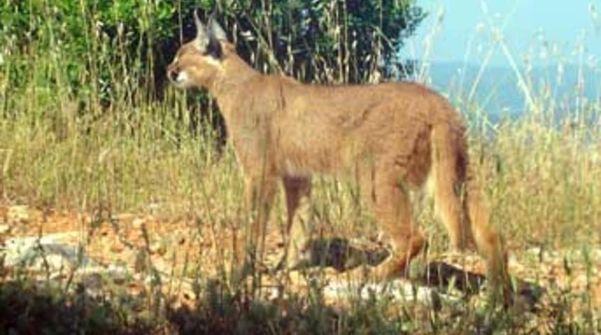 İlk kez g&ouml;r&uuml;nt&uuml;lendi