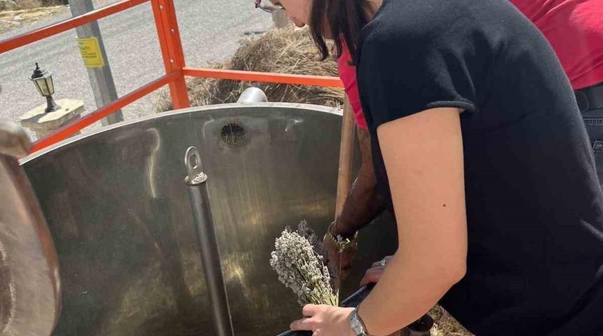 Bayburt’ta lavanta yağı seri üretim çalışmalarına başlandı