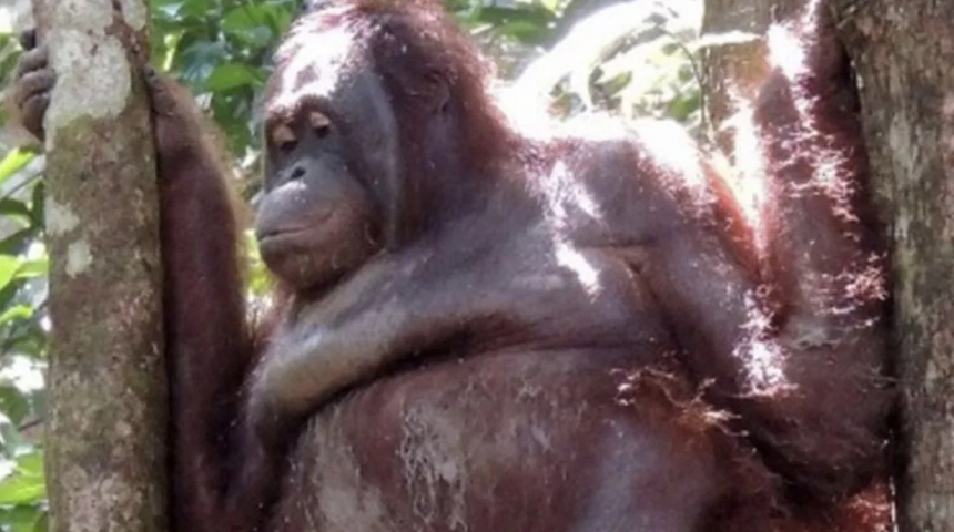 Yıllarca esir tutuldu! Yatağa zincirlenerek her gün tıraş edildi ve erkeklerle cinsel ilişkiye zorlandı... Resmen işkence