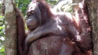 Yıllarca esir tutuldu! Yatağa zincirlenerek her gün tıraş edildi ve erkeklerle cinsel ilişkiye zorlandı... Resmen işkence