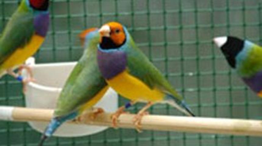 Cennet espinozlarının renklerindeki sır