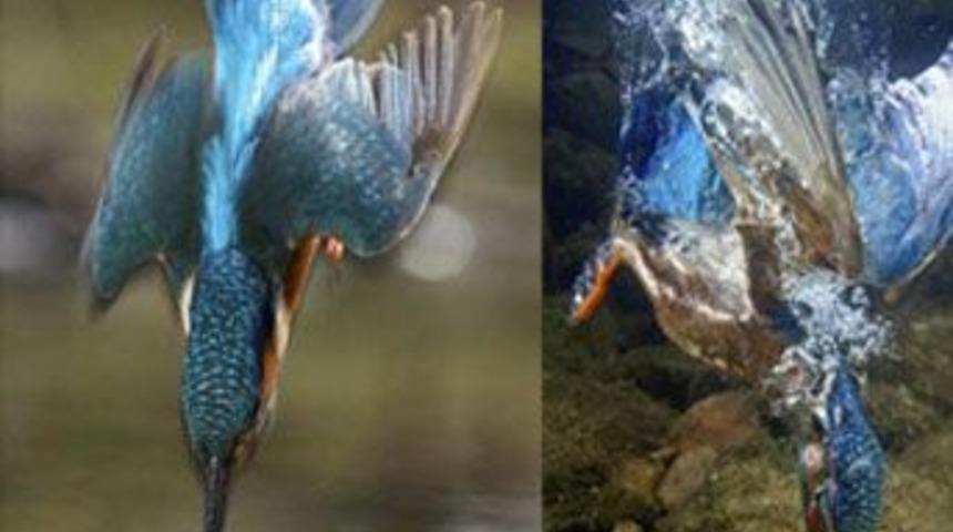 D&uuml;nyanın en hızlı balık avı
