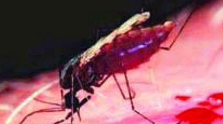 Sivrisinekler neden kimilerini ısırmaz?