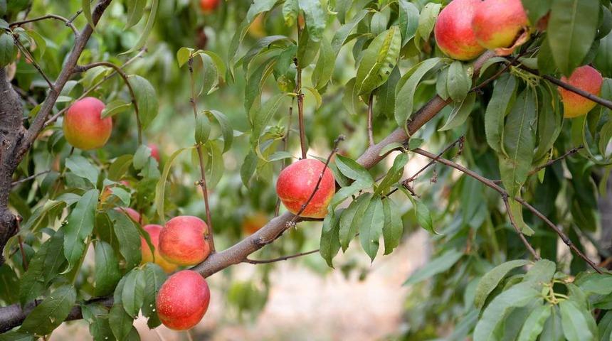 Bursa Uludağ Üniversitesinde yetiştirilen 120 çeşit şeftalinin hasadı yapıldı