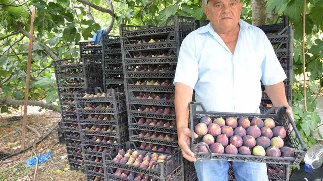 Antalya’da 800 rakımlı köyde incir hasadı başladı