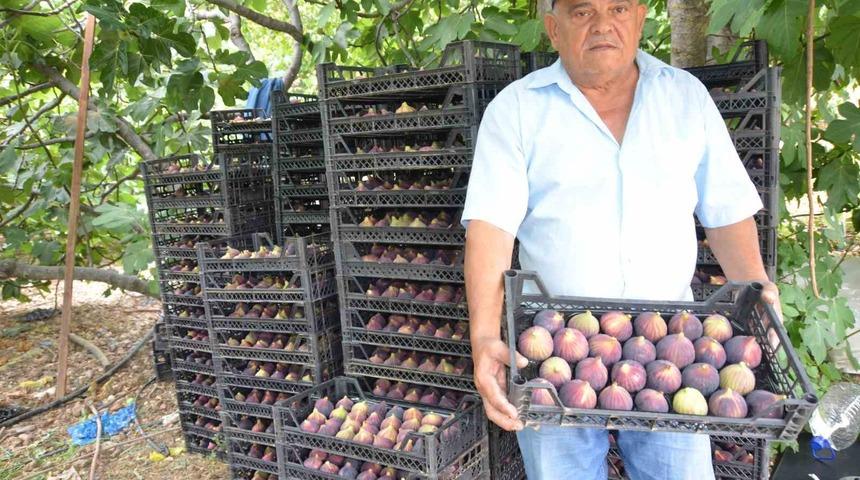 Antalya’da 800 rakımlı köyde incir hasadı başladı