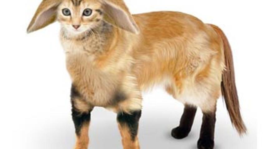 'M&uuml;kemmel hayvan' yaratıldı!