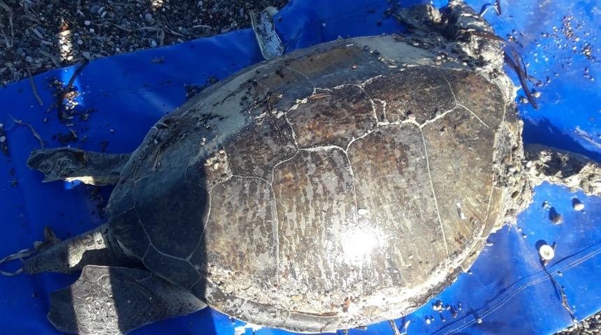 Datça'da ölü caretta caretta sahile vurdu