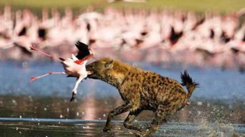 Avcının avına kilitlendiği an