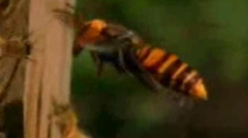 Katil eşek arılarının bal arısı katliamı