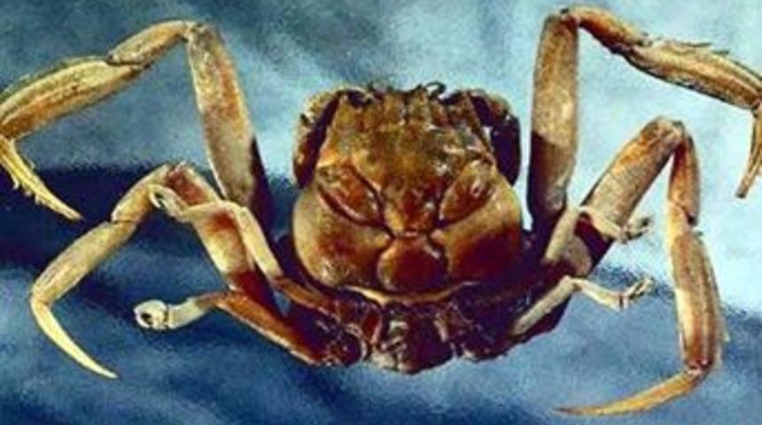 İnsan y&uuml;zl&uuml; hayvanlar