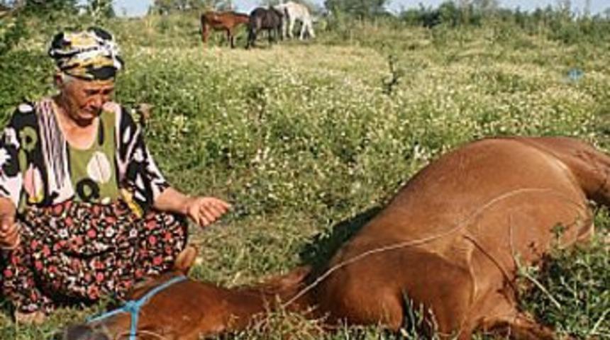 At tecav&uuml;z edildikten sonra boğularak &ouml;ld&uuml;r&uuml;ld&uuml;