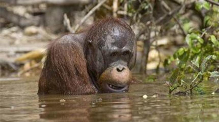 Yaşamak i&ccedil;in y&uuml;zmeliler!