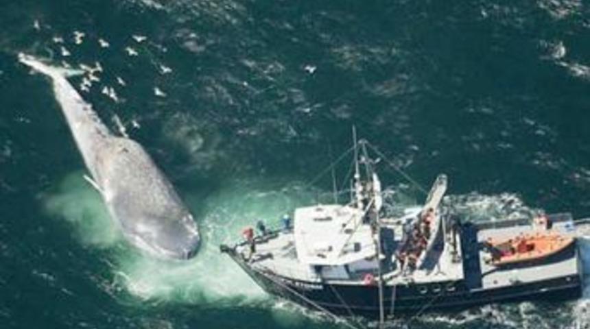 D&uuml;nyanın en b&uuml;y&uuml;k canlısına gemi &ccedil;arptı