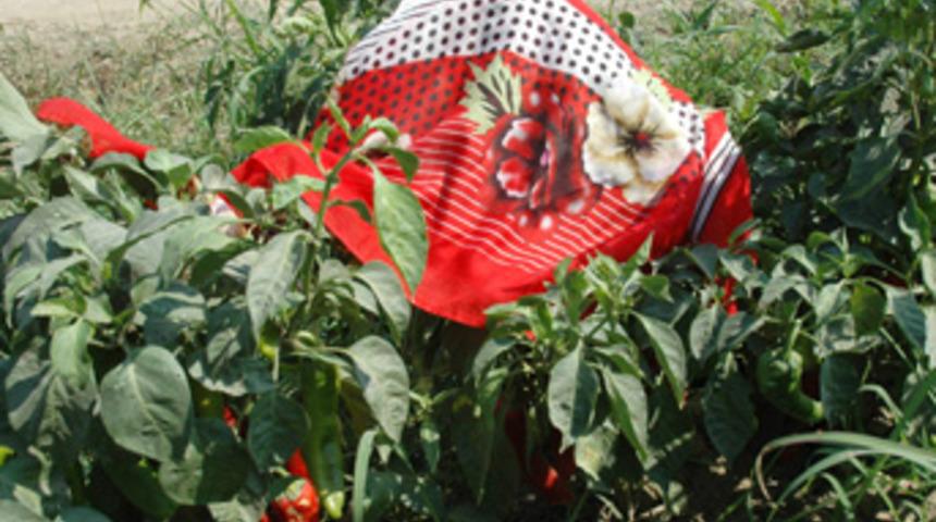 3 genç kız el ele ölüme gitti