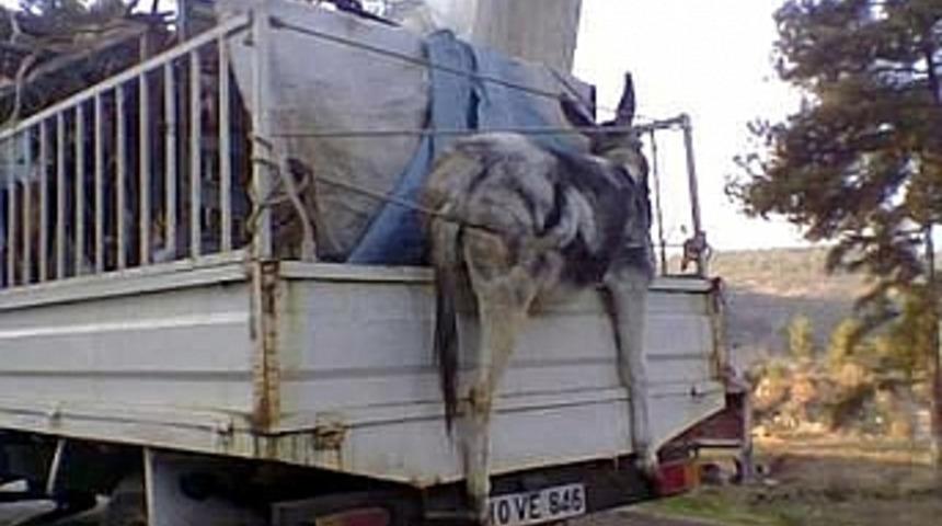 Eşek y&uuml;k&uuml;yle giden kamyonet g&ouml;renleri şaşırttı