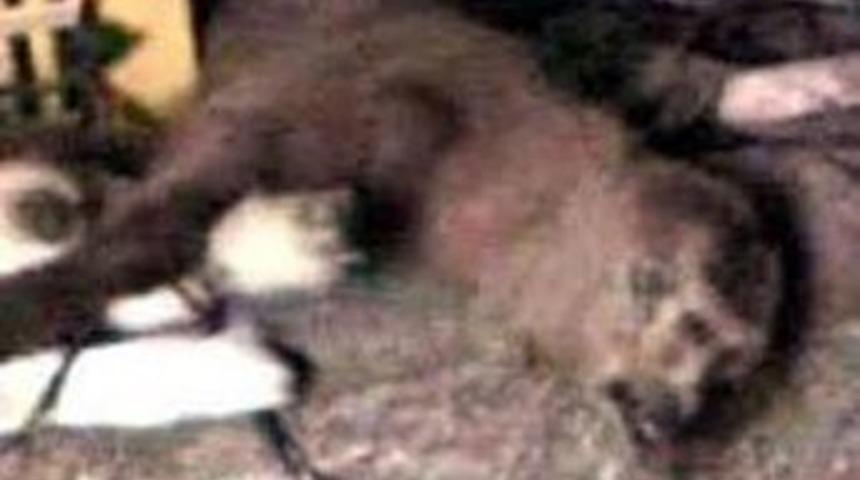 İnsanlara "Maymun eti" yedirmişler