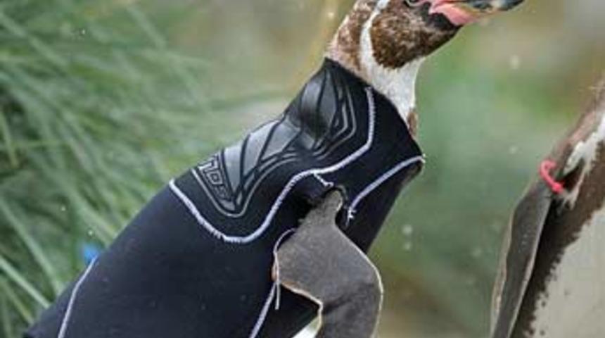 T&uuml;ys&uuml;z penguene kıyafet