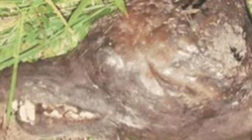 Vampir k&ouml;pek dehşeti