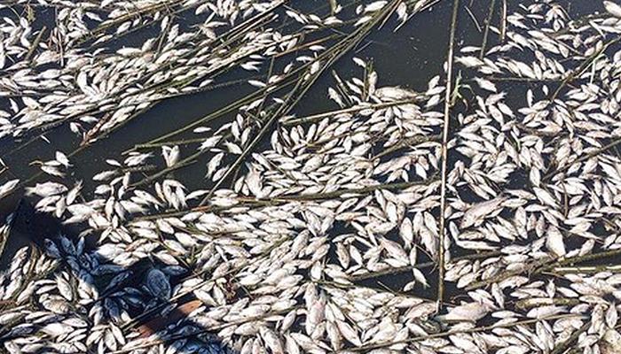 Büyük Menderes Havzası’ndaki toplu balık ölümleri tedirgin etti!