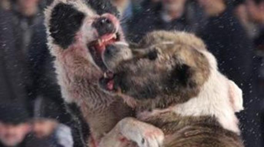 D&uuml;nyanın en acımasız kavgaları